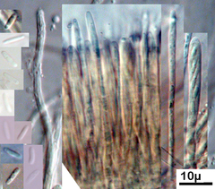 Lachnellula subtilissima