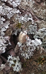 Calligrapha multipunctata