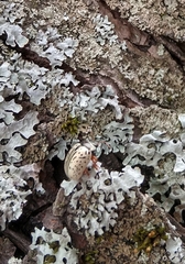 Calligrapha multipunctata