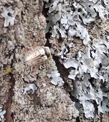 Calligrapha multipunctata