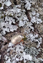 Calligrapha multipunctata