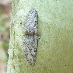 Eupithecia dodoneata
