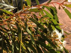 Eucalyptus gracilis