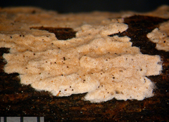 Aleurodiscus coronatus