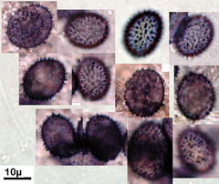 Aleurodiscus coronatus