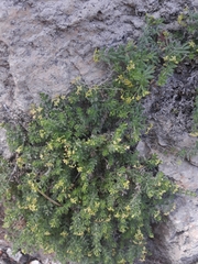 Galium erythrorrhizon