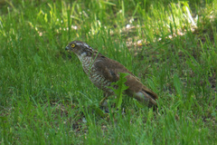 Accipiter nisus