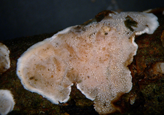 Eichleriella