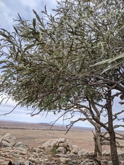 Alectryon oleifolius