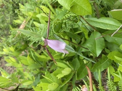 Cleistesiopsis divaricata