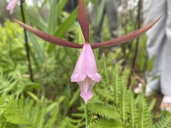 Cleistesiopsis divaricata