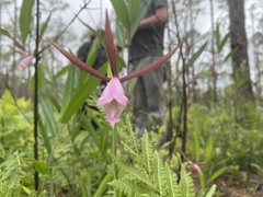 Cleistesiopsis divaricata