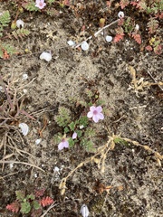 Erodium lebelii