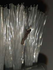 Pyralidae