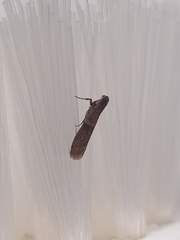 Pyralidae