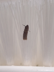 Pyralidae