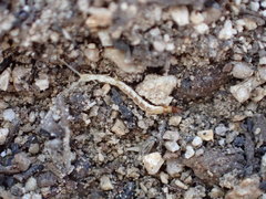 Evalljapyx propinquus