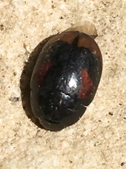 Sphaeridium scarabaeoides