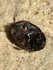 Sphaeridium scarabaeoides