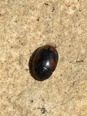 Sphaeridium scarabaeoides