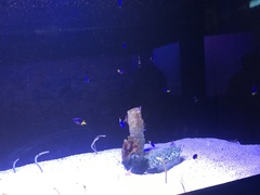 Chrysiptera parasema