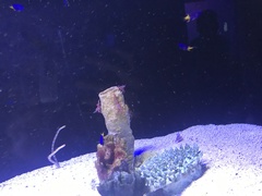 Chrysiptera parasema