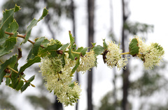 Hakea amplexicaulis