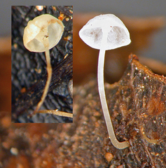 Marasmius perpusillus