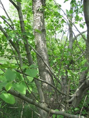 Alnus incana