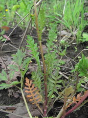 Rorippa sylvestris