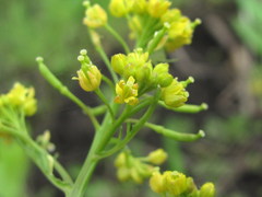 Rorippa sylvestris