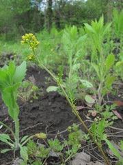 Rorippa sylvestris