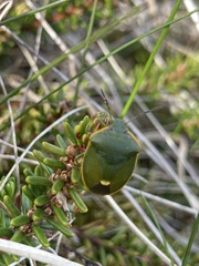 Chlorochroa juniperina