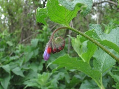 Symphytum asperum