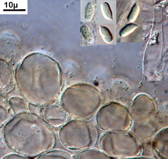 Marasmius perpusillus