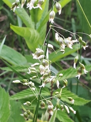 Anthoxanthum nitens