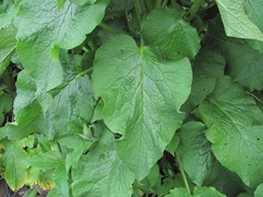 Symphytum asperum