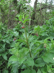Symphytum asperum