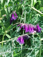 Vicia villosa villosa