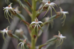 Habenaria nyikana