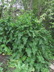 Symphytum asperum
