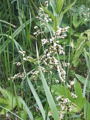 Anthoxanthum nitens