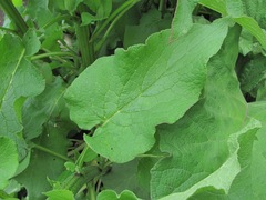 Symphytum asperum