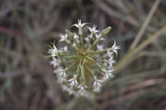 Habenaria nyikana