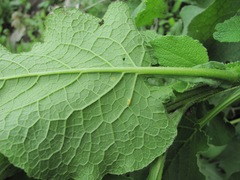 Symphytum asperum