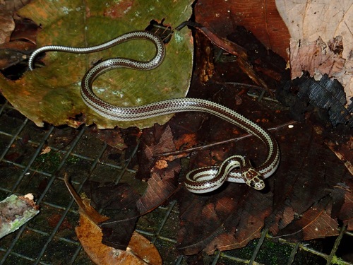 Photo of a Three-Banded Bridled Snake (Lycodon tristrigatus)