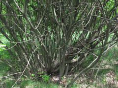 Salix cinerea