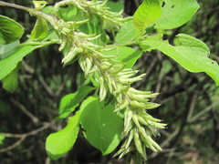 Salix cinerea