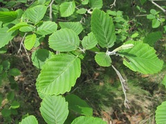 Alnus incana