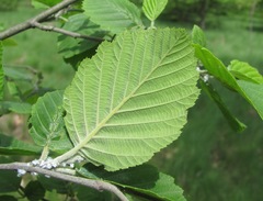 Alnus incana